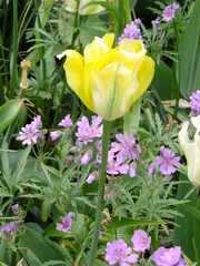 Tudor Schleurholts bloemen