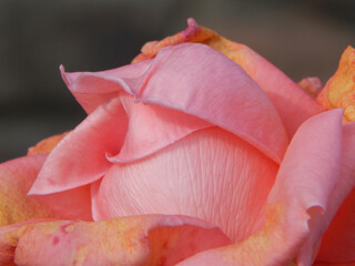 Amazing pink petals of rose