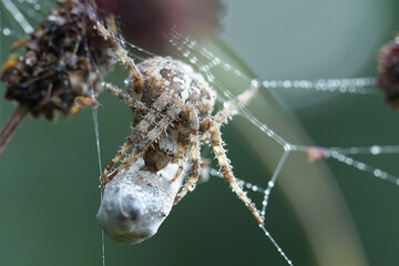 Nahansicht einer Kreuzspinne