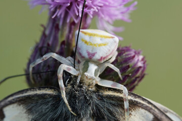Nahansicht einer gehöckerte Krabbenspinne mit einem gefangenen Schmetterling