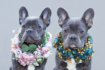 Beautiful blue French Bulldogs wearing romantic pink and blue flower collars in fornt of gray background