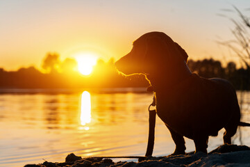 silhouette of funny domestic pet dog or dachshund on river beach at sunset