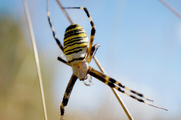Nahansicht einer Wespenspinne