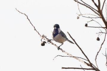japanese tit on the branch