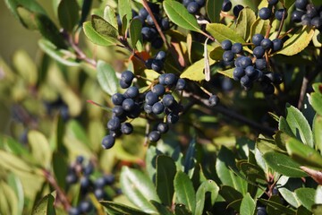 Rhaphiolepis umbellata berries. Rosaceae evergreen shrub.
