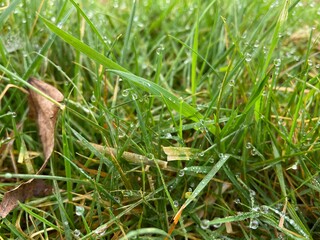 green grass background on meadow with drops of water dew close-up. Beautiful artistic image of purity and freshness of nature, copy space.
