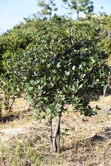 Fototapeta na wymiar Rhaphiolepis umbellata berries. Rosaceae evergreen shrub.