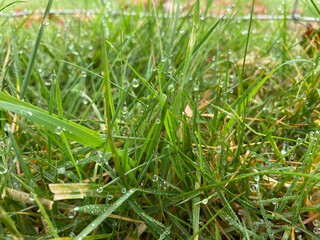 green grass background on meadow with drops of water dew close-up. Beautiful artistic image of purity and freshness of nature, copy space.