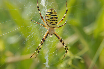 Obraz premium Nahansicht einer Wespenspinne