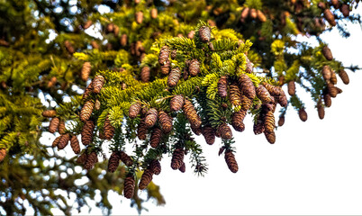 Green pine tree with many pine cones