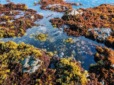 Tide pool in northern California covered with seaweed 
