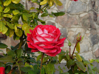 Red and white petals of rose in the garden