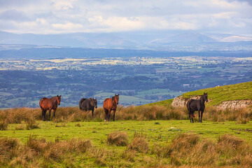 Landscape image of Horses on Moorland, Stainmore, Cumbria, England, UK.