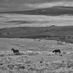 Black and White Landscape of Black Horses on Moorland, Stainmore, Cumbria, England, UK.
