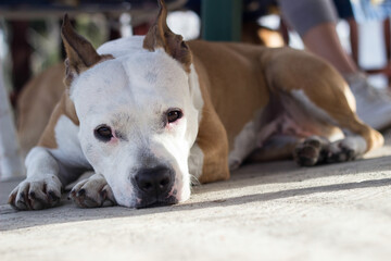 Tired dog resting outdoors. Leaning on his legs