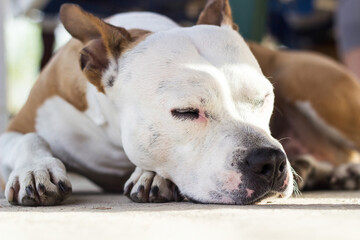 Tired dog resting outdoors. Leaning on his legs