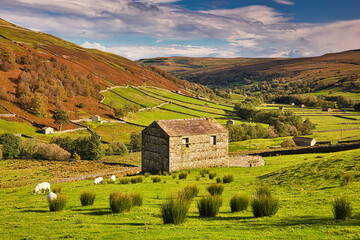 Grazing Sheep and Hay Barns, Swaledale in Autumn, Yorkshire Dales, England, UK. © Colin Ward