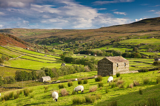 Grazing Sheep and Hay Barns, Swaledale in Autumn, Yorkshire Dales, England, UK.