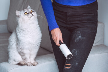 Woman cleaning clothes with clothes roller, lint roller or sticky roller from cats hair. Cats hair on clothes. Cleaning hair from pets