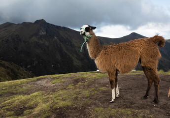 llama in the mountains © Robinson