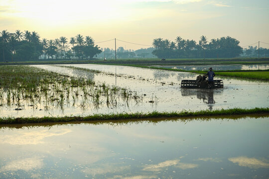 view of rice fields in the city of sepatan