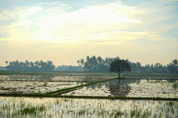 view of rice fields in the city of sepatan