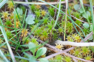 close-up of herbs