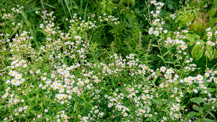 Field Flowers