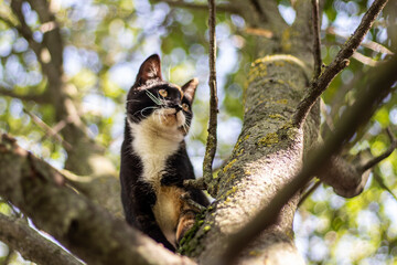 The cat climbed a tree. The cat cannot come down.