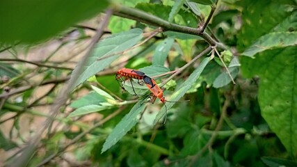 dragonfly on a leaf