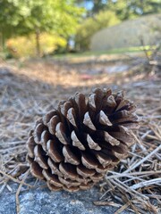 pine cones on the ground