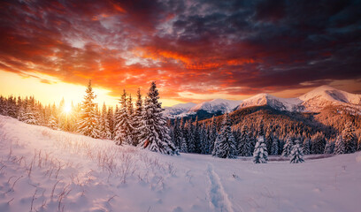 Scenic image of spruces tree in frosty evening. Location place Carpathian mountains, Ukraine.