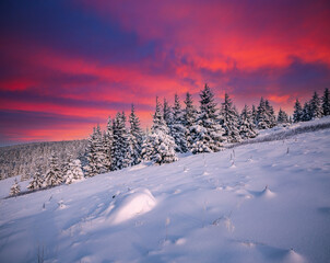 Obraz premium Scenic image of spruces tree in frosty evening. Location place Carpathian mountains, Ukraine.