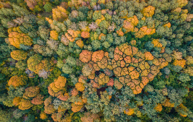 Aerial view of autumn colors in the forest