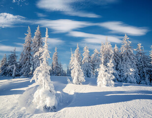 Impressive winter spruces in snow on a frosty day.