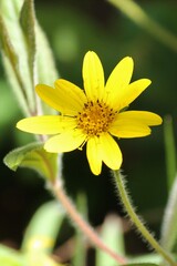 Flores do cerrado brasileiro