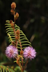 Flores do cerrado brasileiro