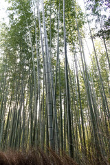 Bamboo forest. Fresh bamboo plants. Large trees with sky in the background. Green leaves. Kyoto, Japan.