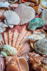 Close up of sea shells