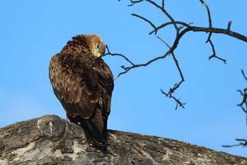 Wahlbergsadler / Wahlberg's  Eagle / Aquila wahlbergi