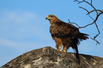 Wahlbergsadler / Wahlberg's  Eagle / Aquila wahlbergi