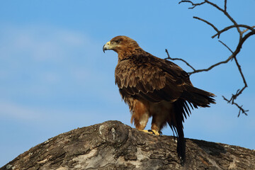 Wahlbergsadler / Wahlberg's  Eagle / Aquila wahlbergi
