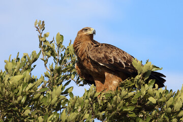 Wahlbergsadler / Wahlberg's  Eagle / Aquila wahlbergi