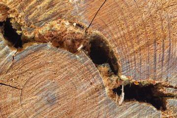 madera, tronco, fondo textura