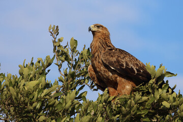 Wahlbergsadler / Wahlberg's  Eagle / Aquila wahlbergi
