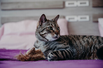 Domestic cats in their daily lives.