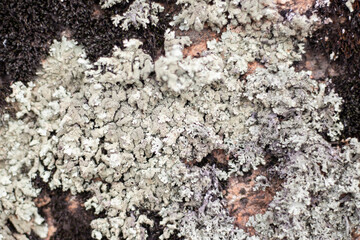 
White moss