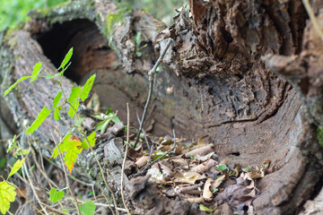 Naklejka na ściany i meble tronco de árbol en el bosque