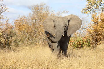 Afrikanischer Elefant / African elephant / Loxodonta africana.