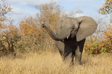 Fototapeta premium Afrikanischer Elefant / African elephant / Loxodonta africana.